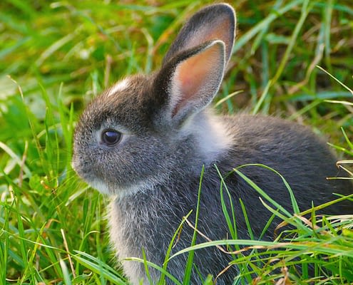 Wir behandeln Kaninchen | Tierarztpraxis Alte Feuerwache – Mülheim