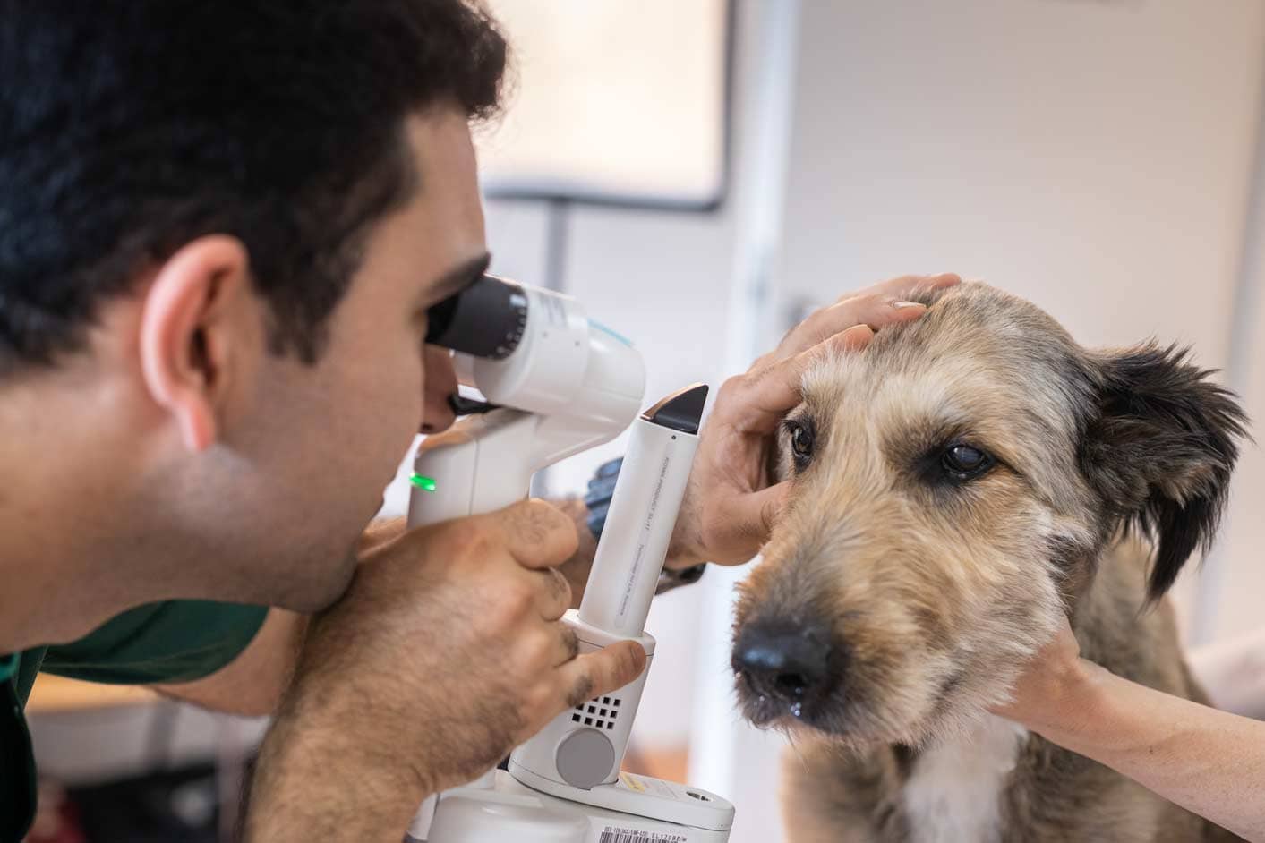 Augenerkrankungen | Tierarztpraxis Alte Feuerwache – Mülheim