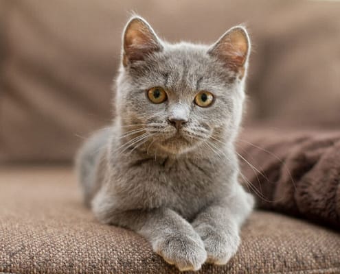 Wir behandeln Katzen | Tierarztpraxis Alte Feuerwache – Mülheim