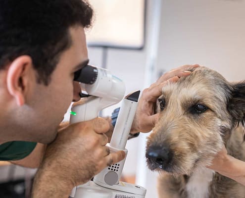 Augenerkrankungen | Tierarztpraxis Alte Feuerwache – Mülheim