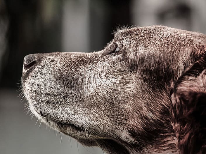 Wir behandeln Hunde | Tierarztpraxis Alte Feuerwache – Mülheim