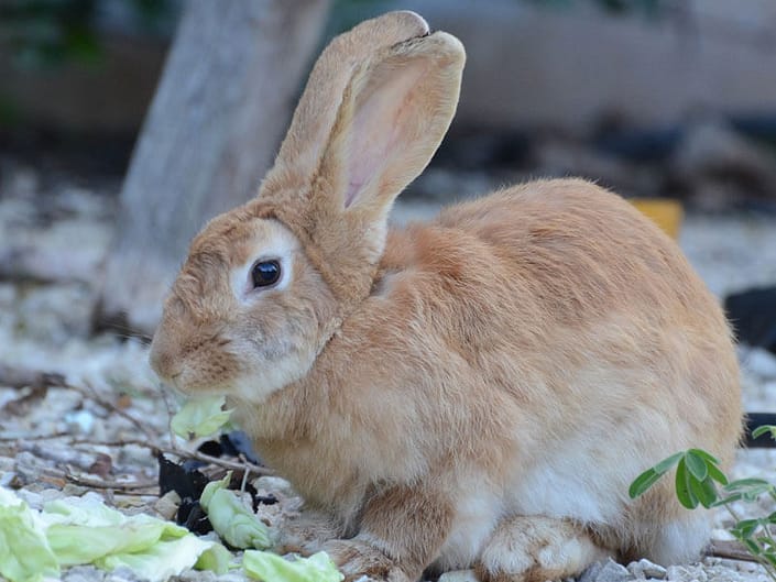 Wir behandeln Kaninchen | Tierarztpraxis Alte Feuerwache – Mülheim