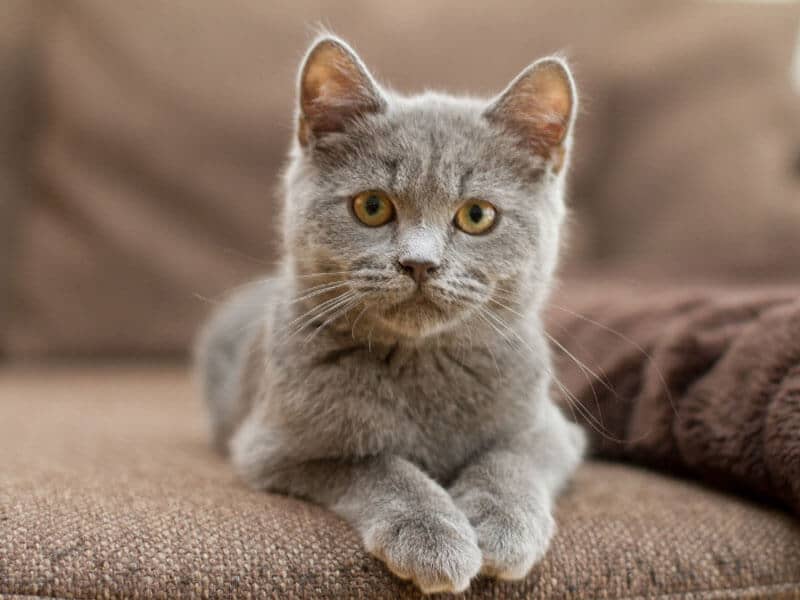 Wir behandeln Katzen | Tierarztpraxis Alte Feuerwache – Mülheim